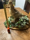 Pheasant