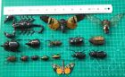 15 Real Beetle Insects Bugs Dried Moth Dead Taxidermy Butterflies Oddities Decor
