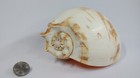 Volutidae Melo Broderipii Spiny  Surigao Philippines 2010 228 6 Mm Rare Huge