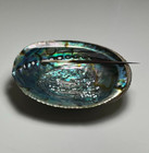 Large Abalone Shell Natural Paua Rainbow Lg Sea Green Blue Shell Beach 7  Inch