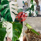 3  Rare Monstera Albo Half Moon     Variegated Live Plant  Rooted Cutting