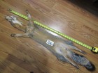 Tanned  Grey Fox With Feet Claws Soft Winter Fur  Animal Hide Good Leather