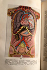 1905 Antique Medical Book  Color Illustrated Anatomy Chromolithographs Receipts