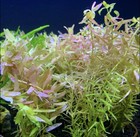 Rotala Indica - Buy3get1free - Live Aquarium Plant Aquascape