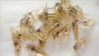 20pcs Soft Shrimp Fishing Lures With Luminous Bait Hooks For Fresh   Saltwater  