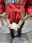 Wild 8 Point Whitetail Deer Antler Rack Horn Skull Plate Mount Cabin Decor 140 