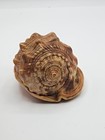 Natural Shell Seashell Striped Horned Helmet Conch