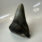 Megalodon Shark Tooth 5 25 Inch - Amazing - Authentic Fossil - Natural 20733