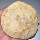 Dinosaur Era Fossil Polished Sand Dollar Lot 3  Inches One Per Order