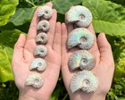 Opalized Ammonite Fossils - Choose Size   Amount  natural Iridescent Ammonites 