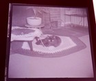 Detroit  Family Parties  Cats  Wwii 1940s  Michigan  Negative Lot  Original Ooak