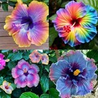 105  Annual Mixed Hibiscus Flower For Planting Outdoor-perennials Hibiscus 