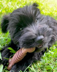 Nylabone Textured Dental Bone Power Chew Toy For Dogs  Dog Toys For Aggressive C