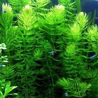 Hornwort Coontail Live Fish Tank Plants Aquarium Plant Buy 2 Get 1 Free    