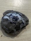 Rare Unprepared Crab In Nodule Cretaceous Age From Washington State  5cm