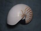 Natural Chambered Nautilus  a Classic Collectible    174mm   6 8inches 
