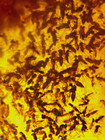 A101 Bu7124 Massive Fly Swarm In Nice 14g Burmese Amber Burmite 99mya