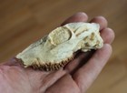 Replica Fossil Oligocene Deer Skull Leptomeryx Evansi Nice