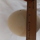 Authentic Blown Ostrich Egg For Scrimshaw Circumference 16 375  Cracked