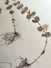 Antique Herbarium Pressed Botanical Specimen  1940s  Creeping Jenny 17  X 11 