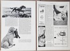 1936 Retriever Field Trials Dogs Chesapeake Labrador Dilwyne Bliss Mag Photo Pgs
