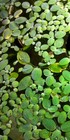 10 2 Dwarf Water Lettuce Plants - Aquarium   Pond Plant -  free Shipping  