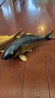Carp Bronze Statue 9 4   8 6 Inch Japanese Metalwork Fish Figurine