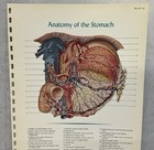 Print Plate Anatomy Of The Stomach Atlas Of Normal Anatomy 1956