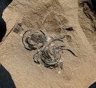 Very Rare Archnid Spider   With Spiral Cocoon In Nodule Not Mazon Creek  From Uk