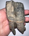 Huge Ice Age Fossil Coelodonta Lower Molar Tooth 3 84 Inches 