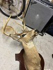 White Tail Deer Shoulder Mount