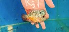 Kamfa F3 Flowerhorn  3    High-quality  Live Fish  Aquarium  Exotic Fish