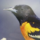 Wall Calendar Sellers Publishing Songbirds Of North America 2025 12x12 Brand New