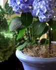 8oz 200 Cubic Inch Natural Preserved Spanish Moss For Floral Crafts Decor