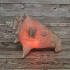 Vintage Conch Shell Night Light Lamp Real Seashell Lighting Nautical 
