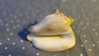Natural Seashell Large Spiral Shell Coastal Beach Decor Ocean Specimen