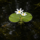 Giant Water Snowflake
