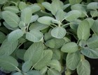 Broadleaf Sage  Salvia Officinalis  Non-gmo  Variety Sizes  Free Shipping