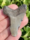 Natural Beautiful 1 88    Megalodon Tooth Fossil Shark Teeth