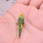Realistic Antique Austrian Vienna Cold Painted Bronze Figure Of Green Parakeet