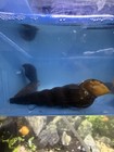 Veryrare Live Orange Foot Rabbit Snail Unique Freshwater Aquarium Cleanup Crew