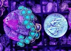 Wysiwyg Dragon Eye And Gatorade Zoa Combo Live Coral Frag Zoanthid Polyps