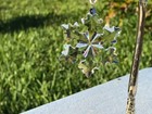 Major Price Drop Swarovski Crystal 2016 Large Snowflake Christmas Ornament Set