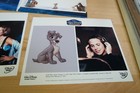 Disney s Lady   The Tramp Ii Scamp s  Adventure Press Kit W 8x10 Still Photos