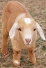 Handmade Goat Milk Soaps From Farm 4 6 Oz Variety Scents - Buy More And Save 