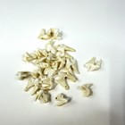 Lot Of 20 Drilled Real Coyote Molars Teeth Taxidermy Art Weird Odd Project  3222