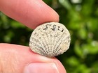 Canada Fossil Brachiopod Atrypa Albertennsis Devonian Age