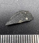 0 20 Gram Murchison Meteorite Slice - Cm2 Carbonaceous 1969 Witnessed Fall