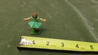 Antique Little Girl  W  Green   Dress Cast Iron  Rare