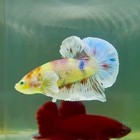 Plakat Dumbo Koi Multicolor Green Eye Male Betta  m117